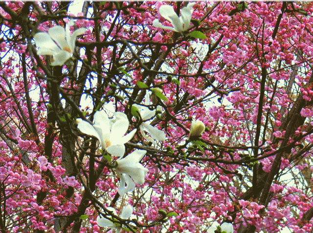 コブシ(辛夷　拳　)　白い花　とヨウコウザクラ（陽光桜 ）　濃いピンク